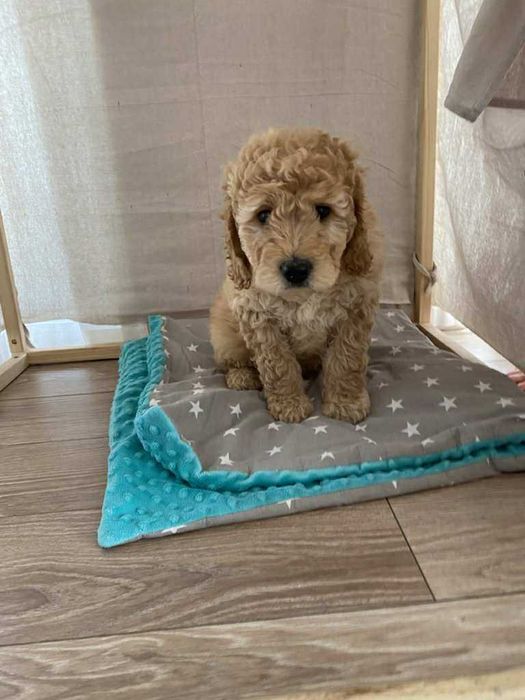 Goldendoodle F1 – śliczny chłopczyk