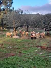 Cabras do mato ...