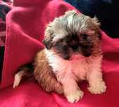 Shih Tzu piesek  szczeniaczek