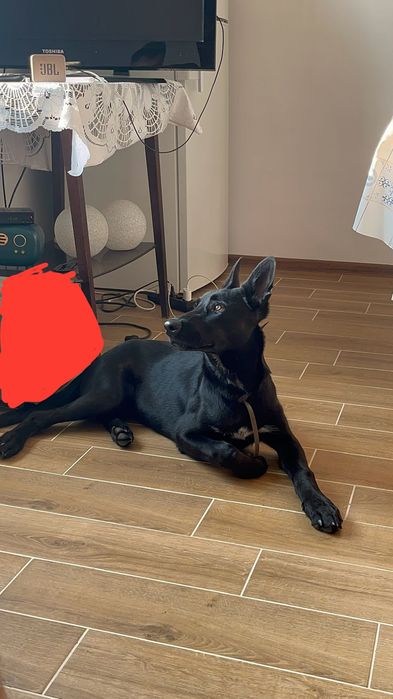 Owczarek belgijski Malinois 5 miesięcy
