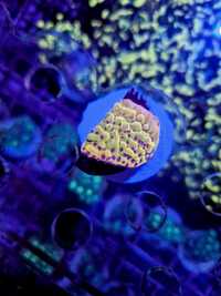 Flaming Phoenix Montipora ! ULTRA !