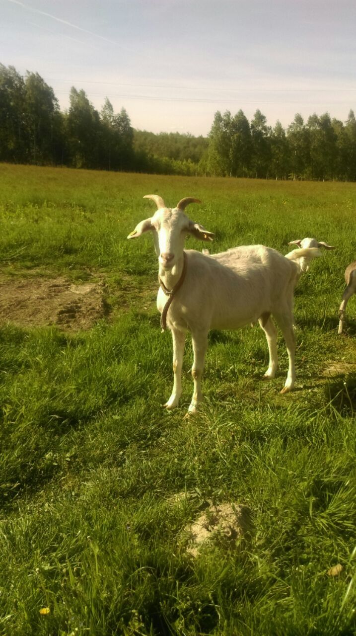 Koza. Kuzka, koziołek Anglonubijska