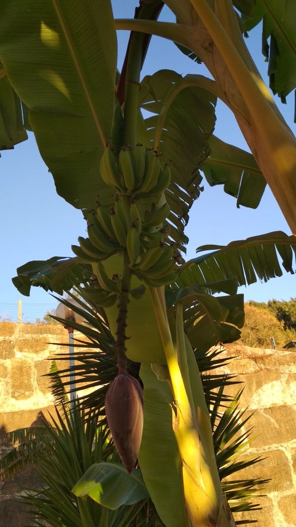 Bananeiras para venda