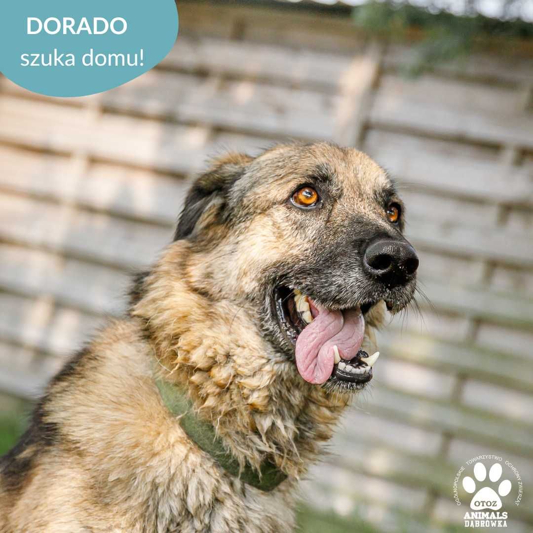 Dorado szuka aktywnej rodziny!