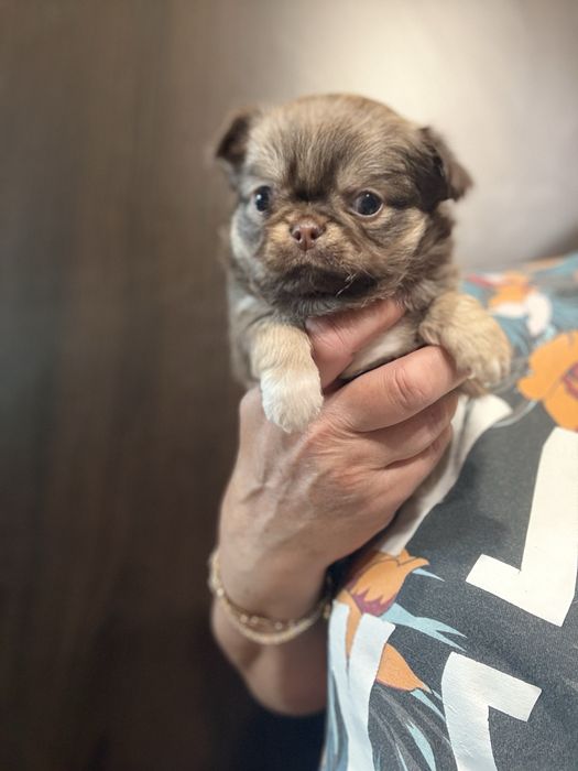 Chihuahua piesek FCI