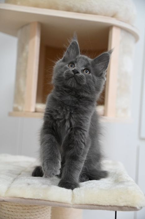 Piękna kotka Holly Maine Coon