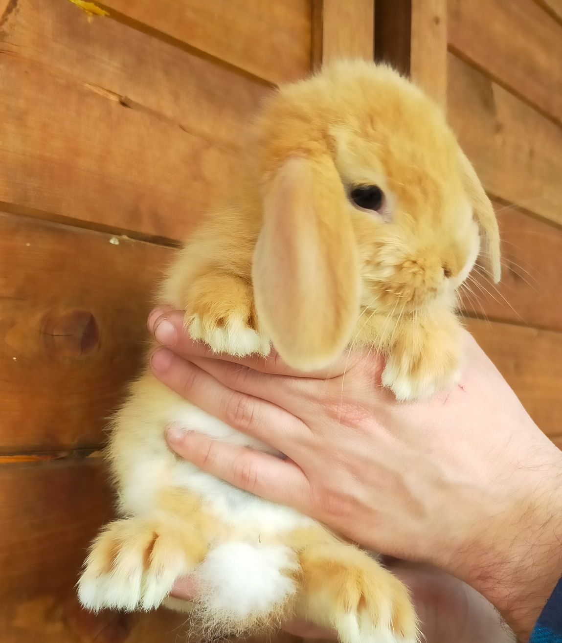 Królik baranek mini lop