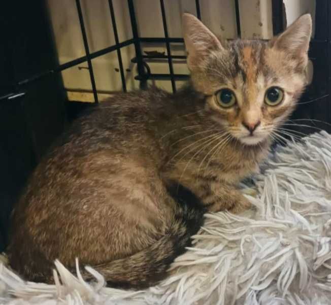 5,5mies.BURE kociczki (adopcja)