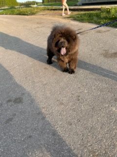 Major Chow Chow.