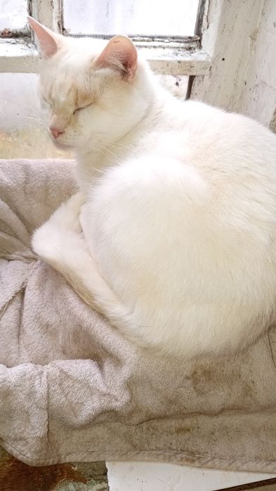 Отдам в хорошие руки