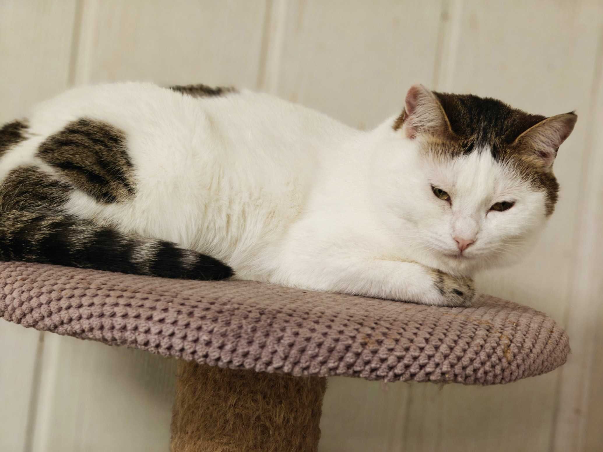 Мила воркотлива киця Брошка шукає дім! кішка 1,5р кіт кошеня кошка