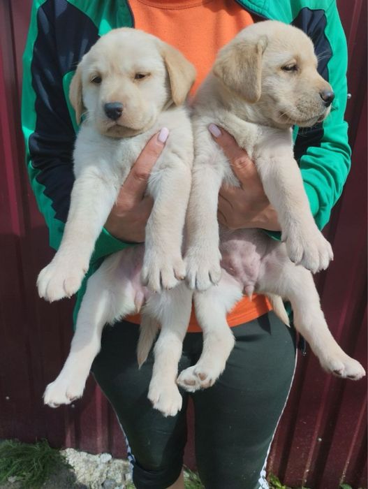Шикарні цуценята Лабрадорів чекають на вас