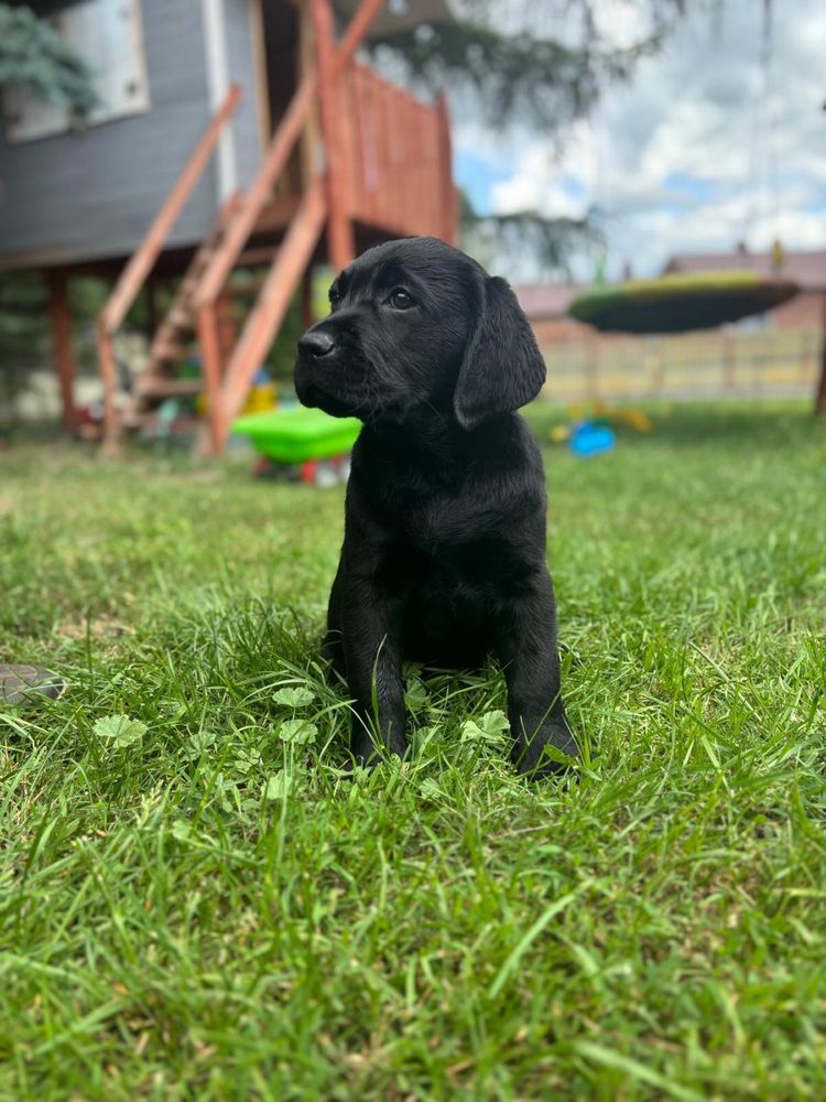 Suczka  Labrador Retiever FCI