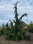 Za darmoCyprysik nutkajski 'Pendula' – 3,5 m Ozdobne drzewo do ogrodu