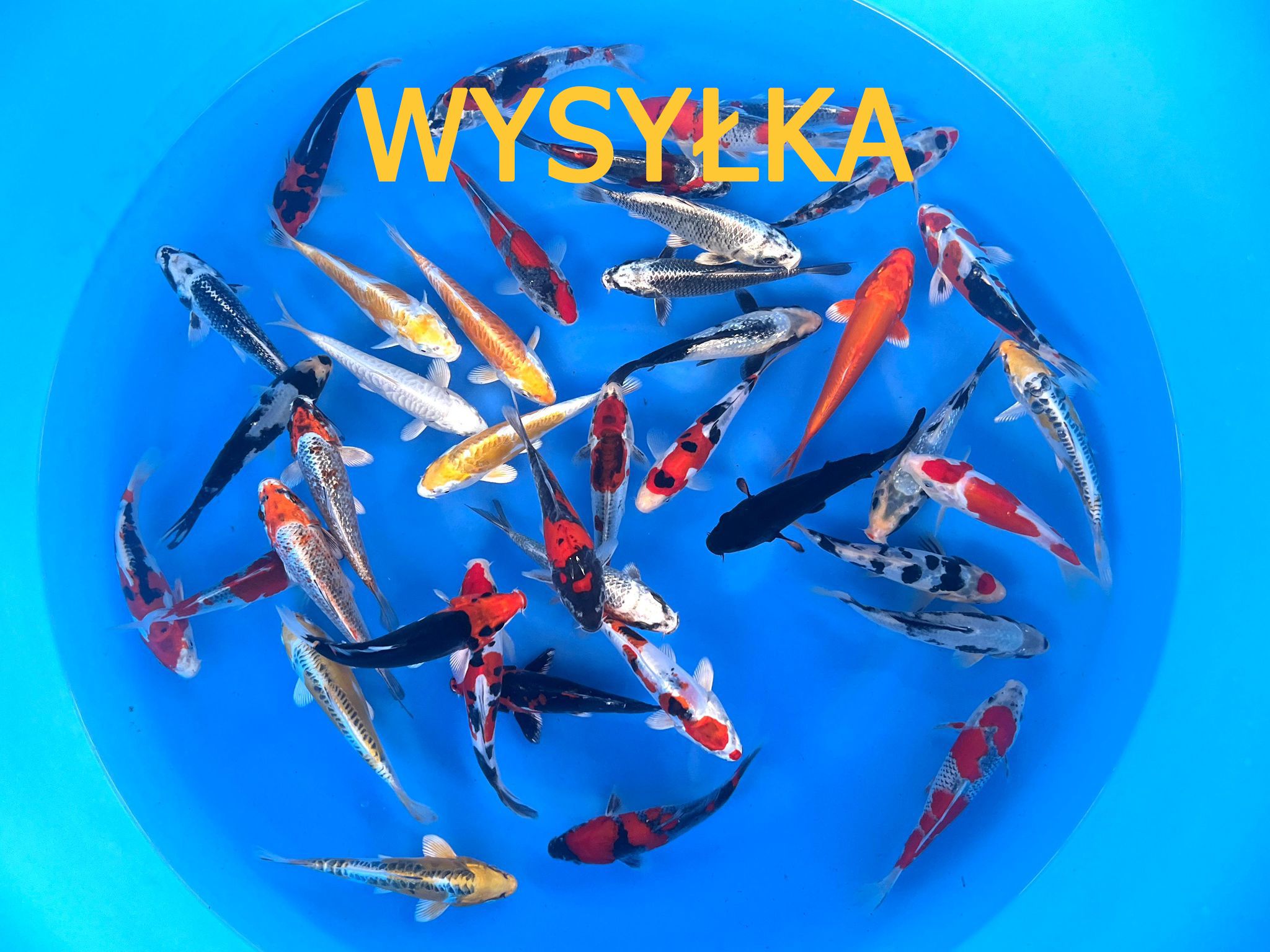 Karpie koi do oczka wodnego legalna szybka wysyłka