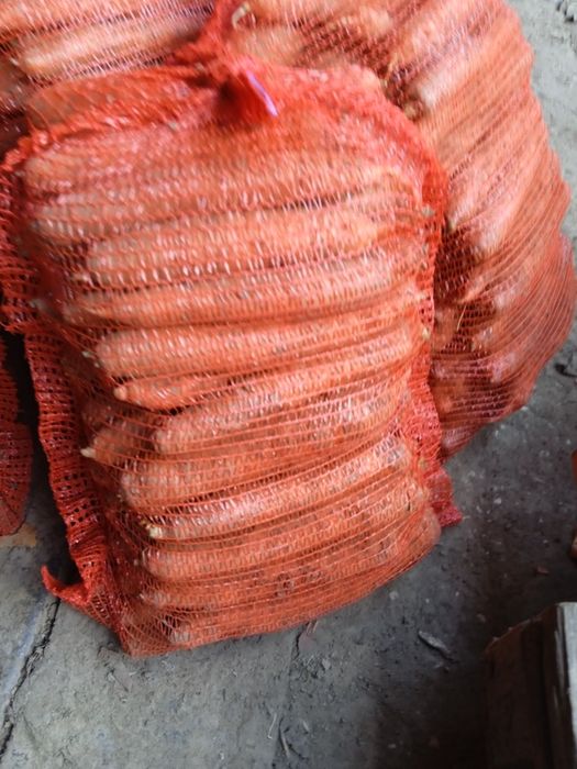 Marchew brudna ukladana