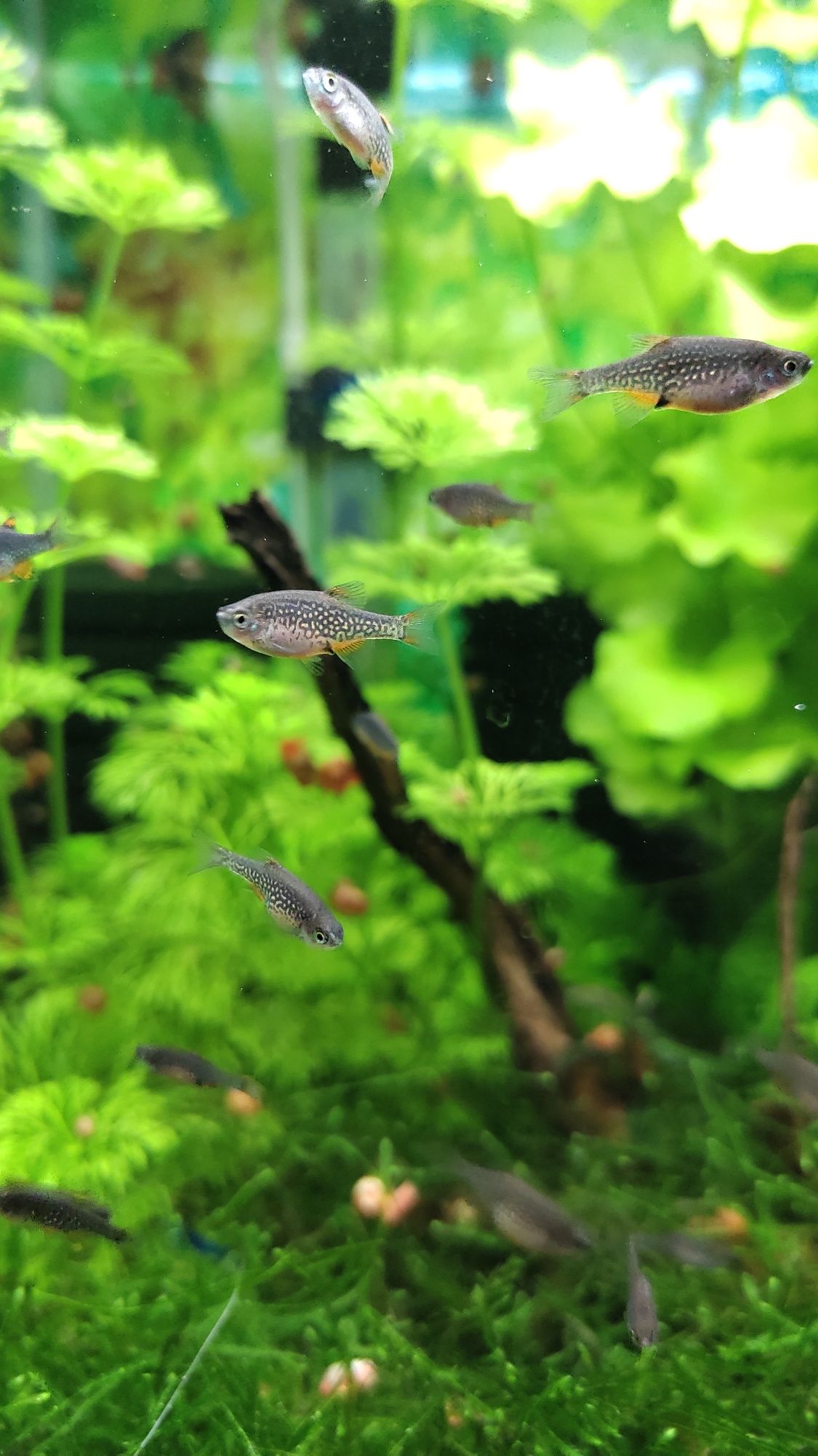 Vendo Rasbora Galaxy