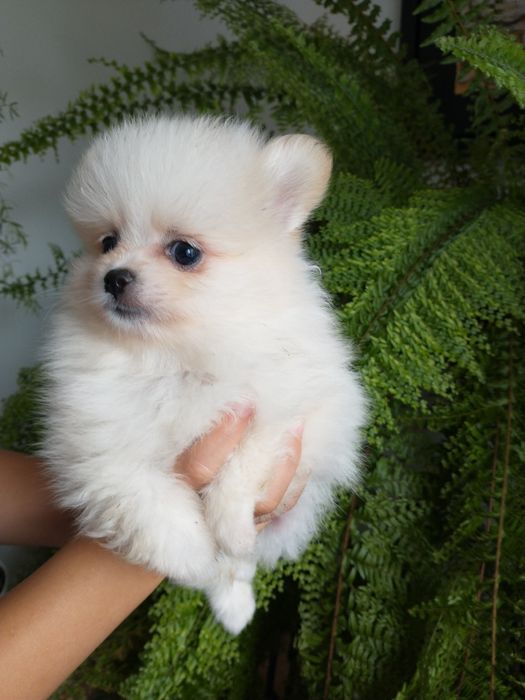 Szpic miniaturowy pomeranian chłopak