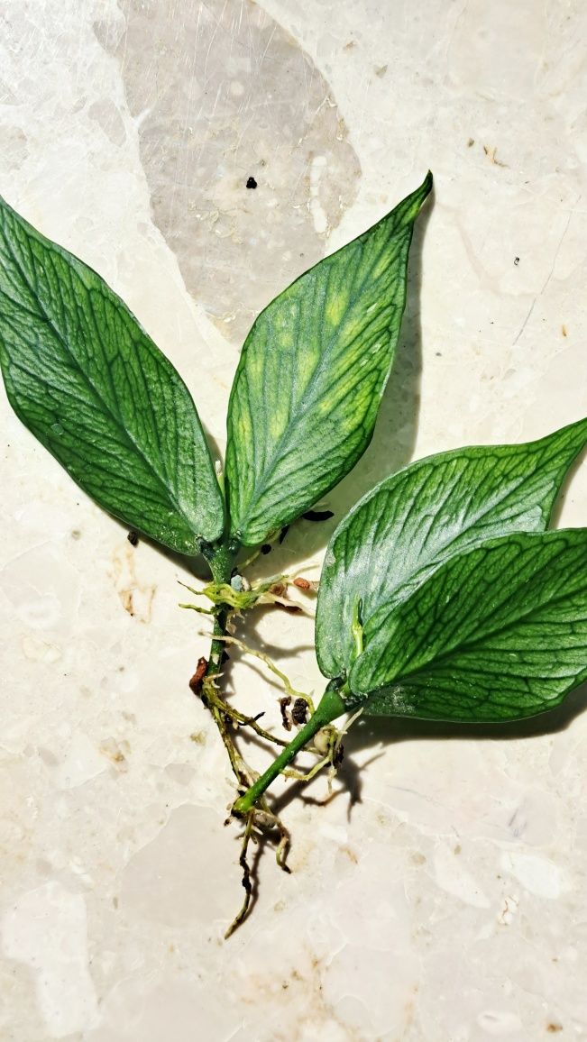Hoja Polyneura ukorzeniona