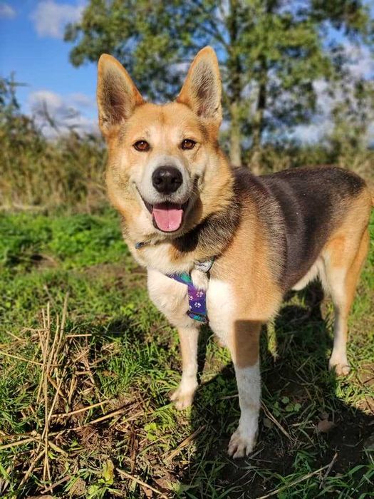Bercik  Psiak dla aktywnych - Trafił do schroniska jako psie dziecko !