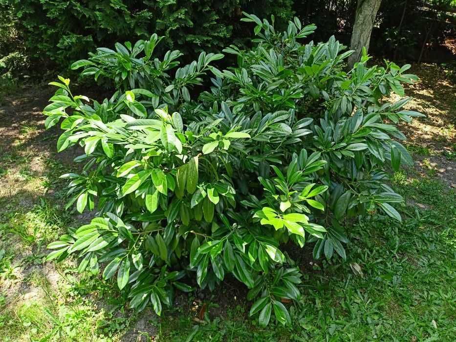 Laurowiśnia duży krzew