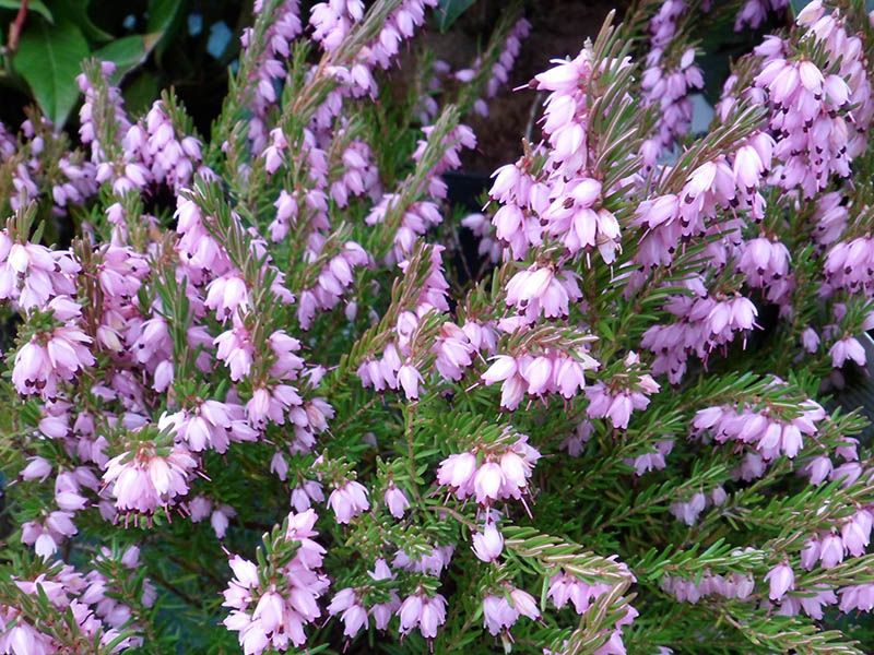 Wrzosiec bagienny, różne odmiany - 'erica tetralix' Mary, Alba,