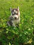 Siberian Husky szczenię