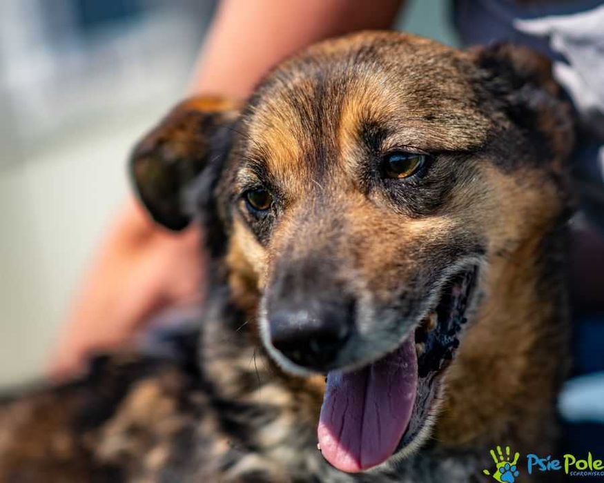 Niewielki, miły psiak HEROS szuka domku!