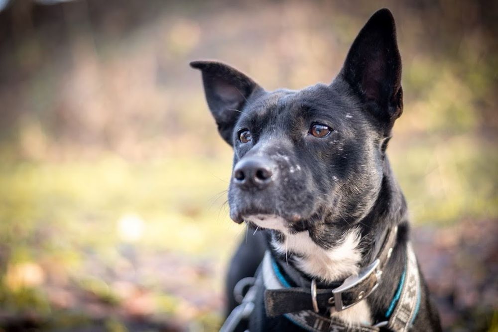 Delikatna i wrażliwa mała suczka w typie rasy amstaff. Adopcja psa.