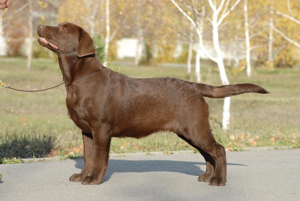 Шоколадная девочка породы лабрадор.