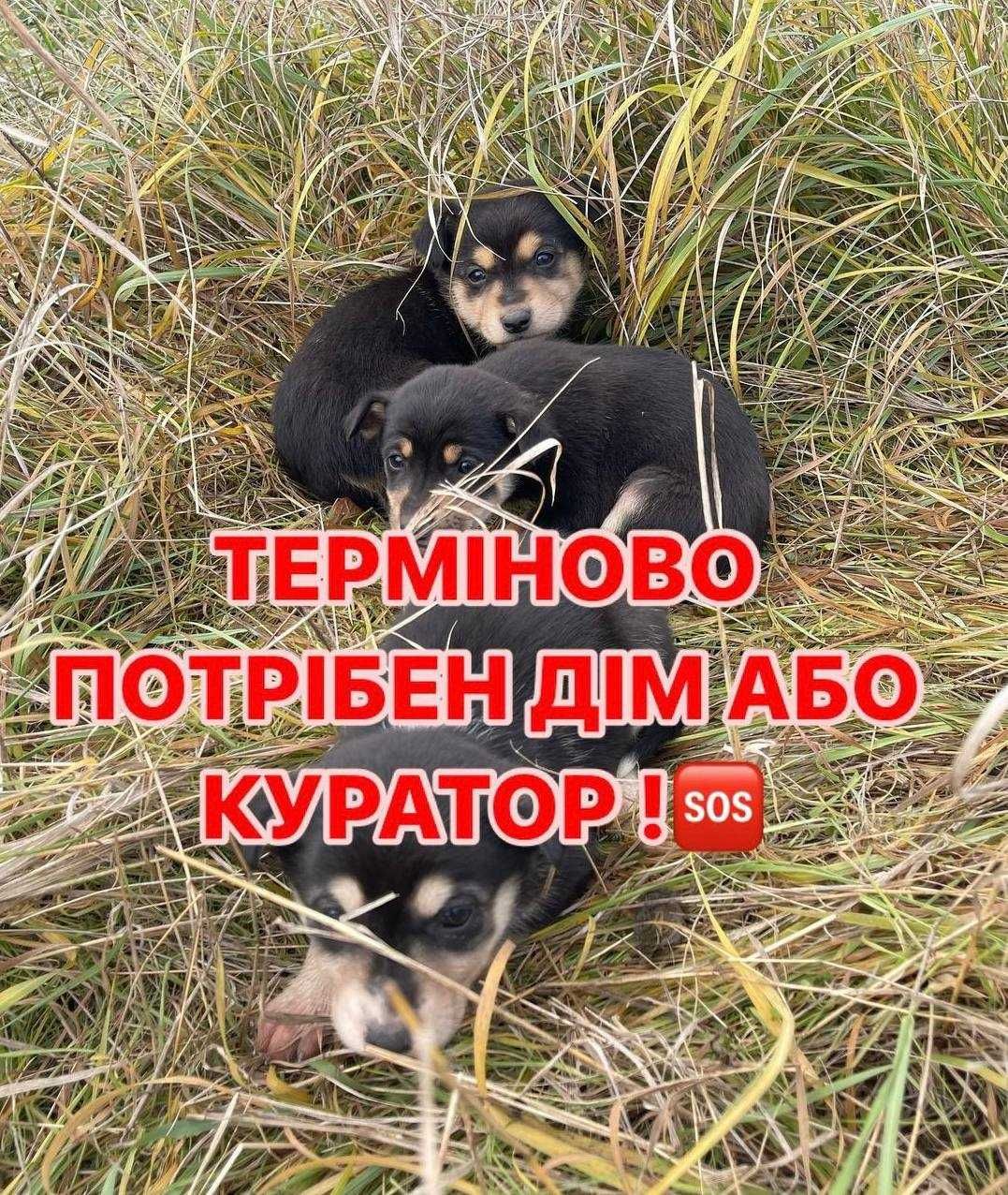 Віддам ТЕРМІНОВО цуценят