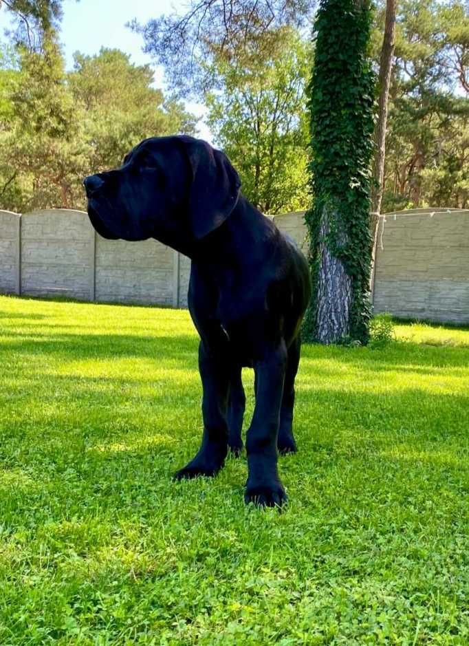 Dog niemiecki - piękny czarny samiec