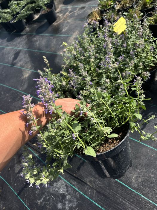 Продам котовник фіолетовий, котяча мята, багаторічник  на осмокоті!