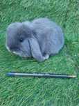 Kit coelhos anões mini lop belier/orelhudos, toy, angorás teddys