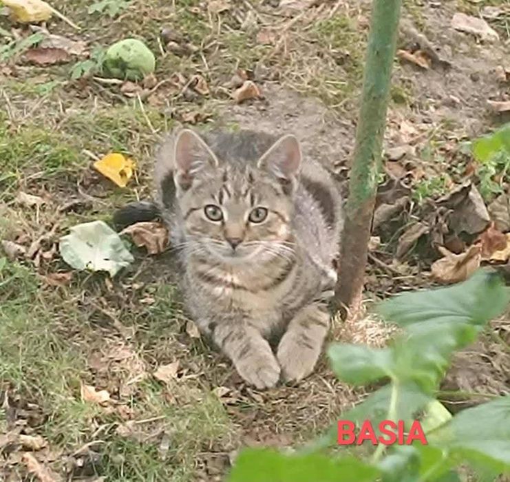 Z działek prosto do SERCA - potrzebna pilna adopcja