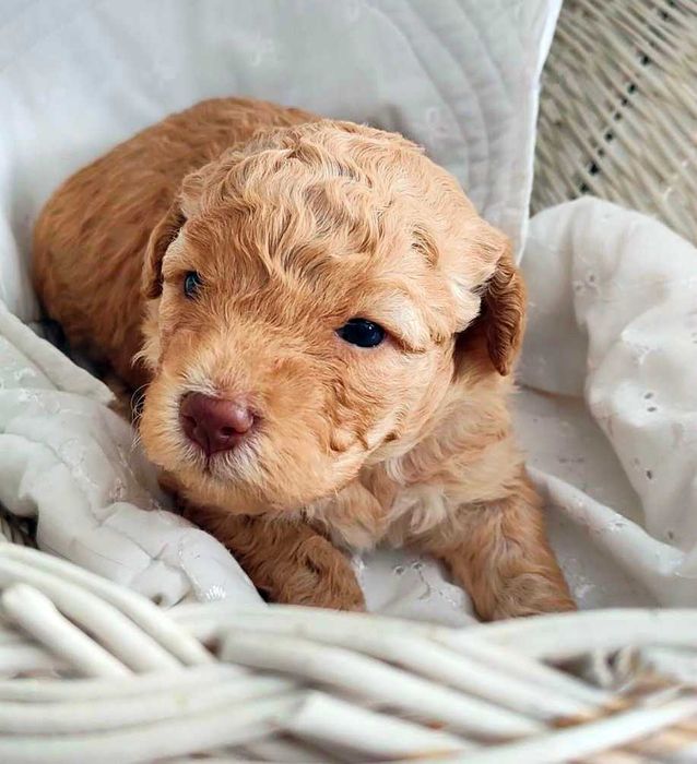 Lagotto Romagnolo pomarańczowa suczka prawdziwy rodowód FCI ZKwP