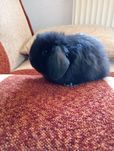 Króliczek mini lop