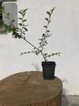 Wiaz syberyjski sadoznka na bonsai