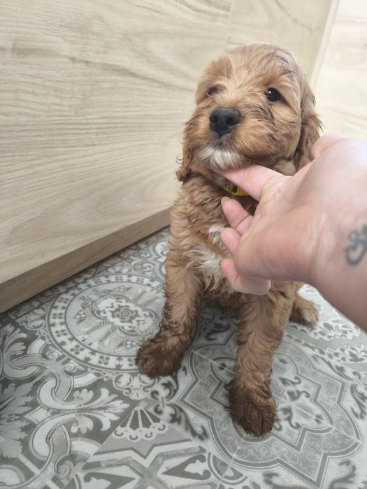 Cockapoo F1 Cudny piesek