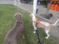 Dog walking pet sitting