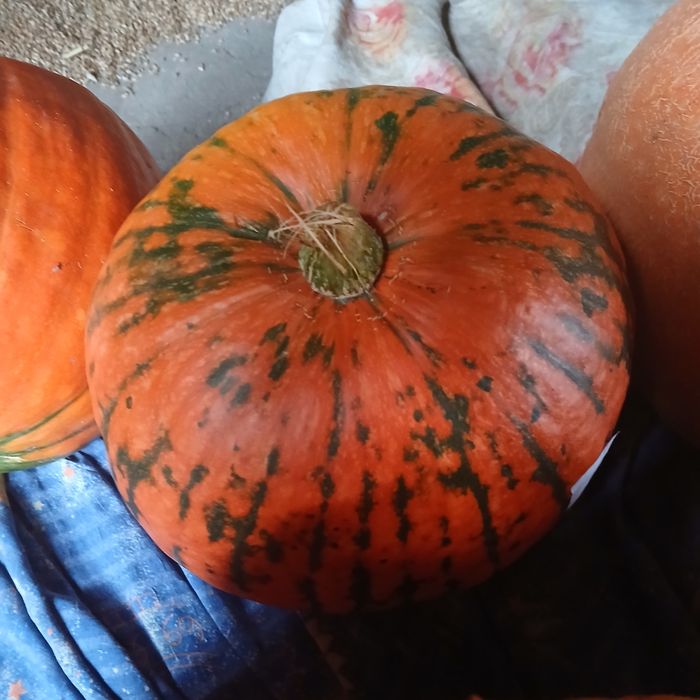 Dynia - różne odmiany