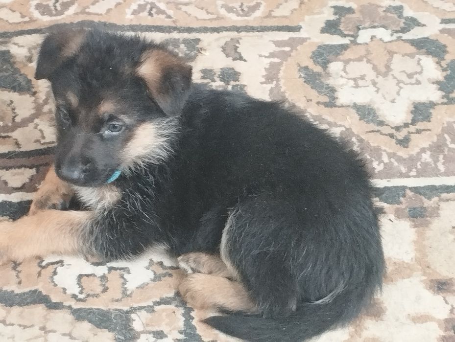 Цуценята німецької вівчарки