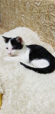 Найден котёнок белый  с чёрными пятнышками