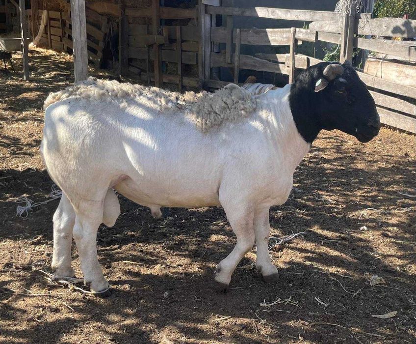 Продам барана породи дорпер