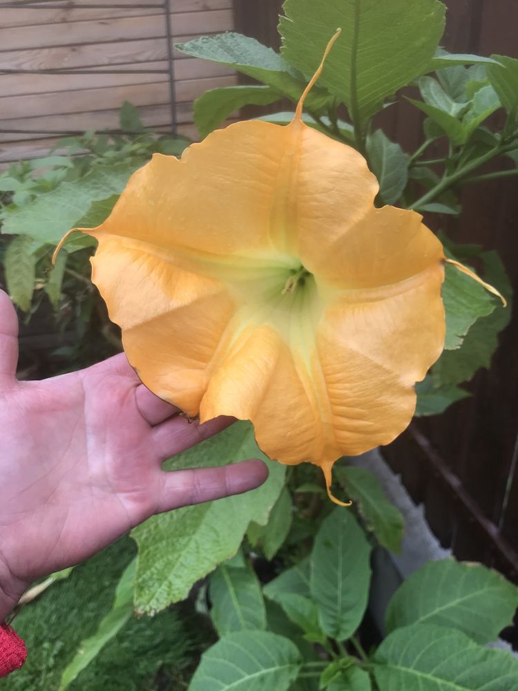 Datura - brukmansja nasiona mix szt 50