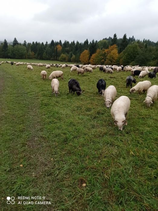 Sprzedam owce do chowu, wołowinę i jagnięcinę