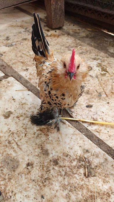 Galinha (macho ou fêmea) Mil flores