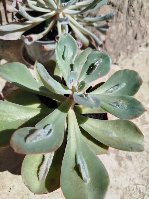 Суккуленты эхеверии алоэ декоративные крассулы