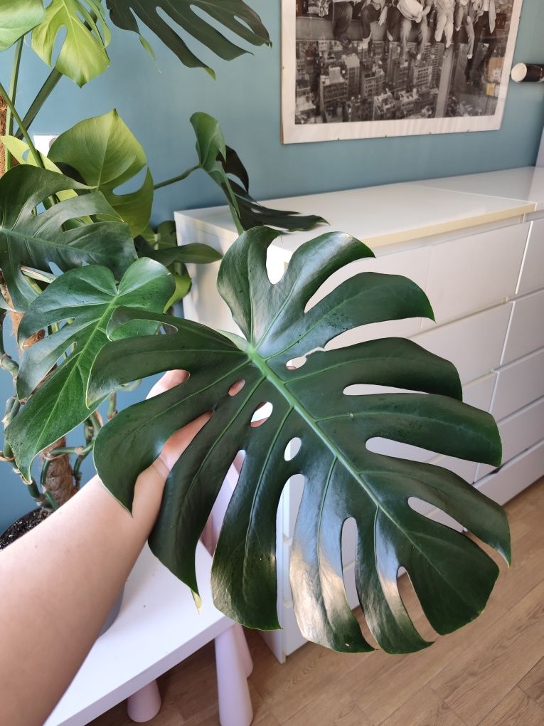 Monstera deliciosa/ monstera dziurawa