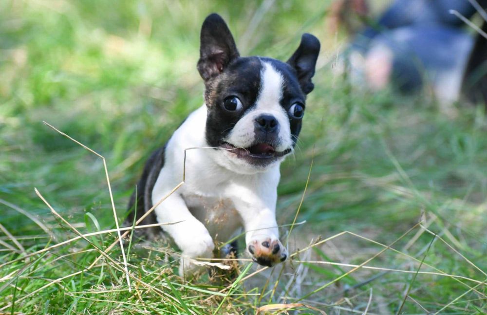 Boston Terrier FCI - suczka